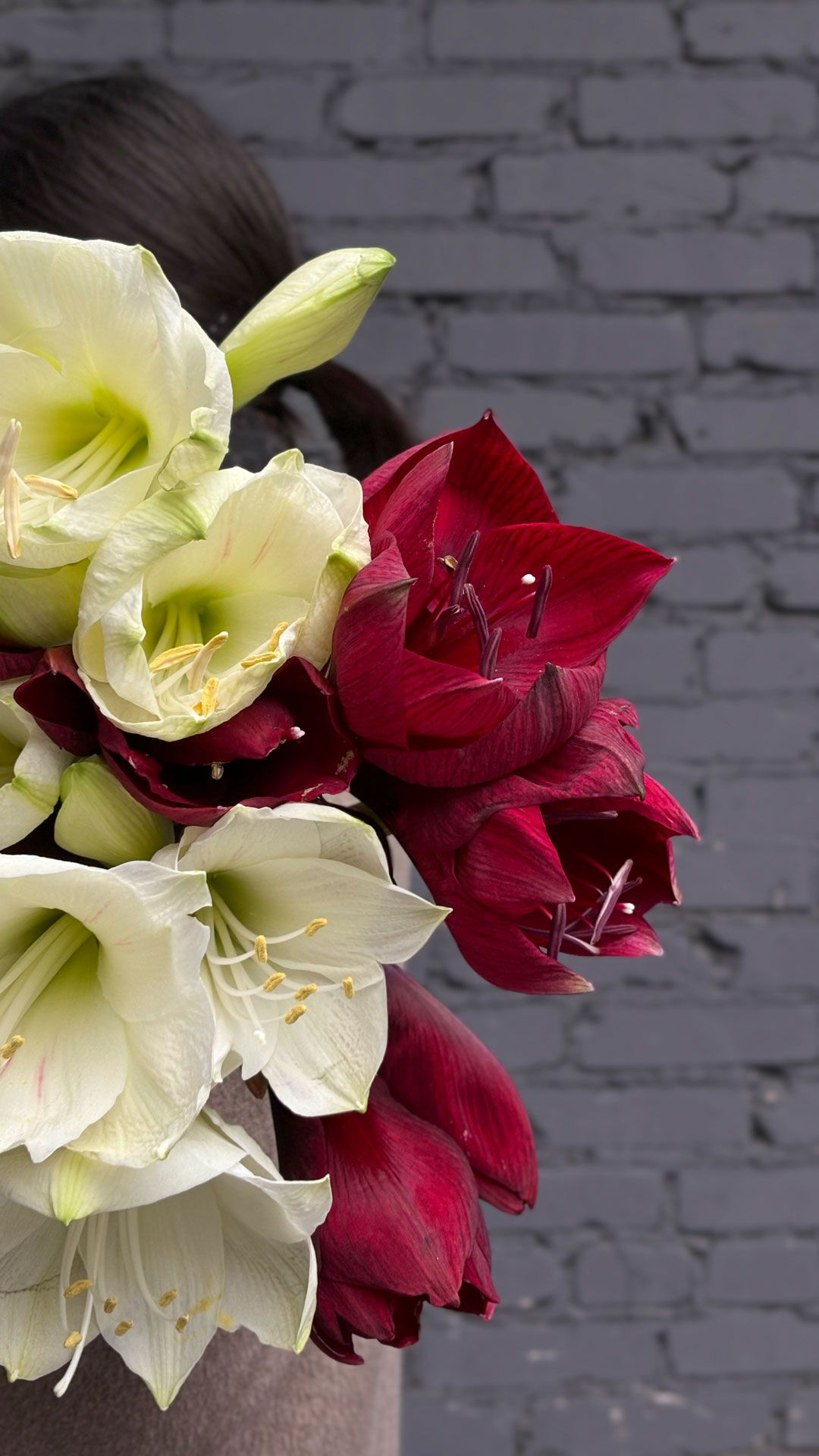 Коллекция с амариллисами