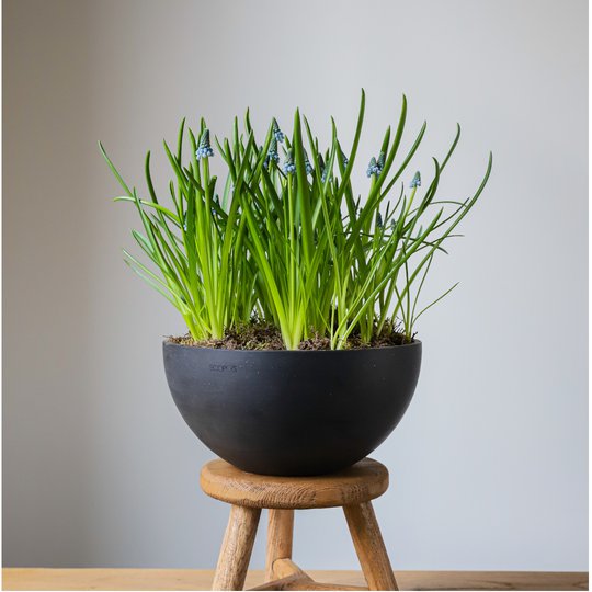  заказать букет Боул с мускари d30