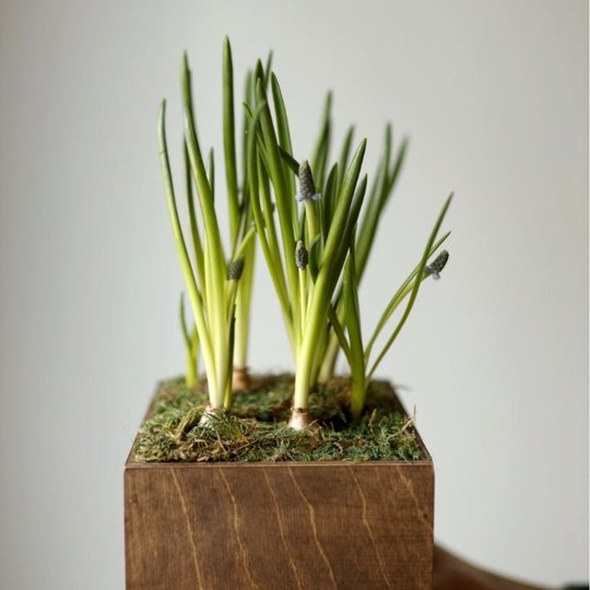 заказать букет Композиция с мускари в деревянном ящике